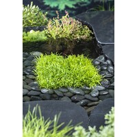 Lilaeopsis Brasiliensis | Braziliaanse Grasplant | In 18CM Mand