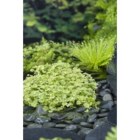 Hydrocotyle sib. Variegata | Bonte Waternavel | In 18CM Mand