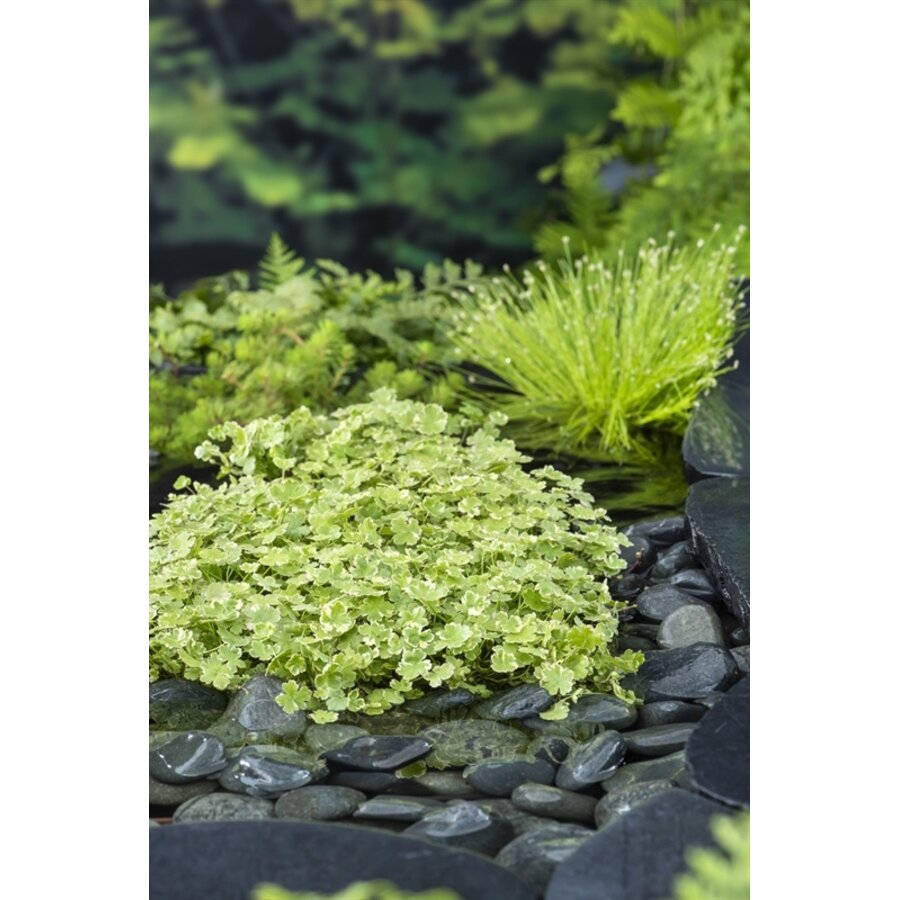Hydrocotyle sib. Variegata | Bonte Waternavel | In 18CM Mand