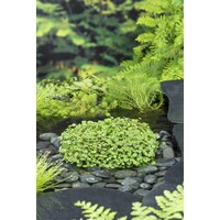 Hydrocotyle Nova-Zealandiae | Waternavel | In 18CM Mand