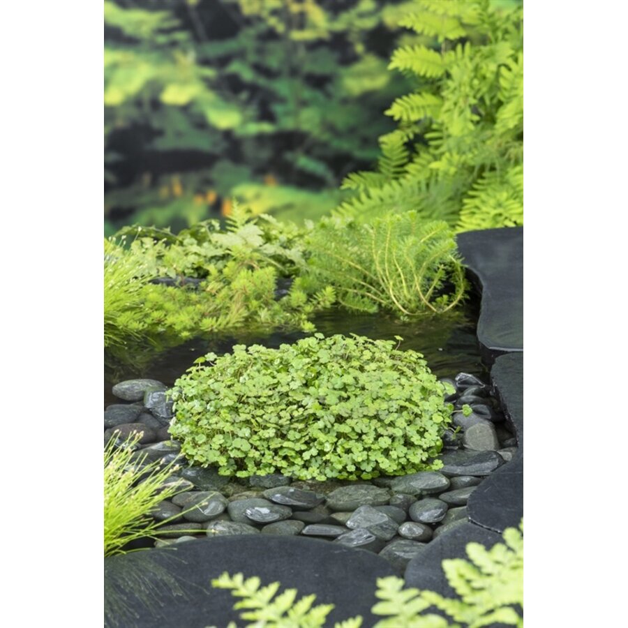 Hydrocotyle Nova-Zealandiae | Waternavel | In 18CM Mand