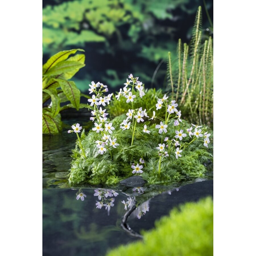 Hottonia Palustris | Waterviolier | In 18CM Mand