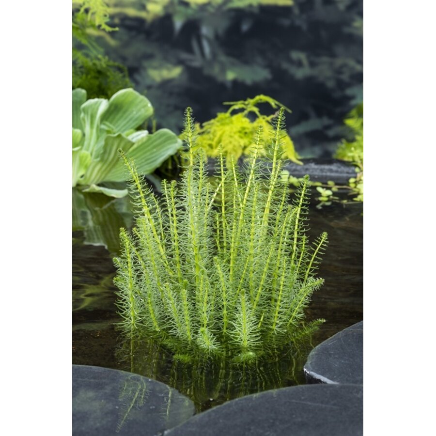 Hippuris Vulgaris | Lidsteng | In 18CM Mand