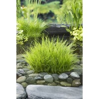 Eleocharis Acicularis | Naaldwaterbies | In 18CM Mand