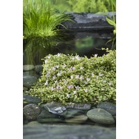 Anagallis Tenella | Teer Guichelheil | In 18CM Mand