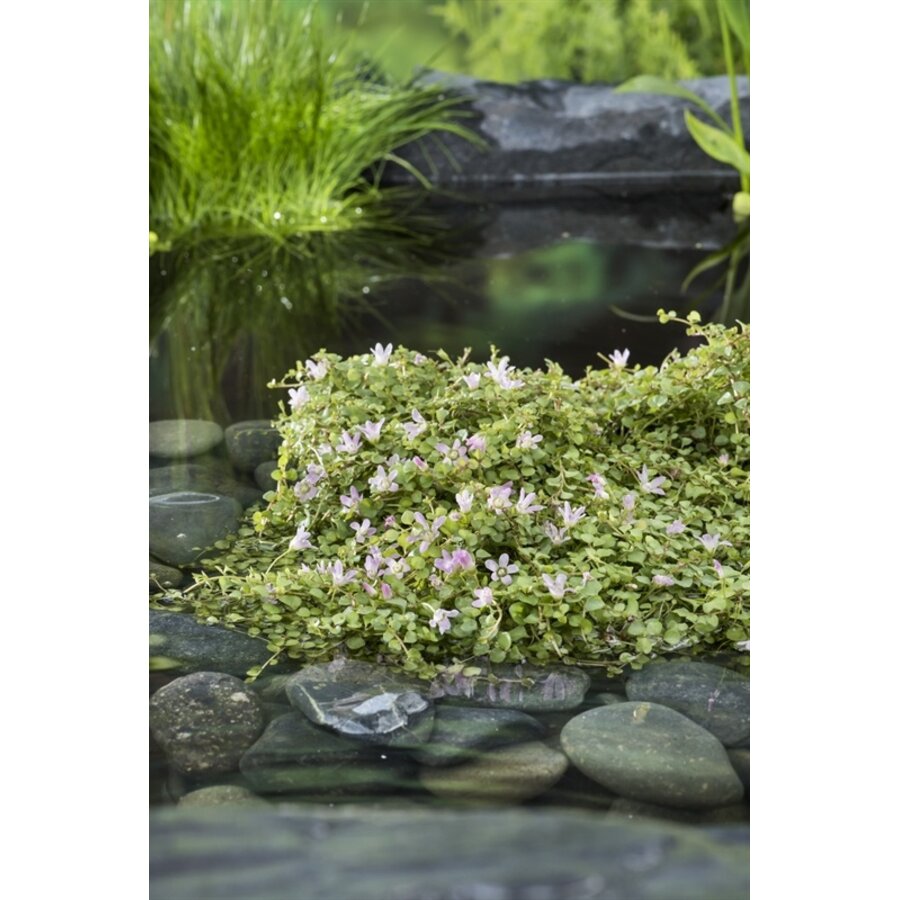 Anagallis Tenella | Teer Guichelheil | In 18CM Mand