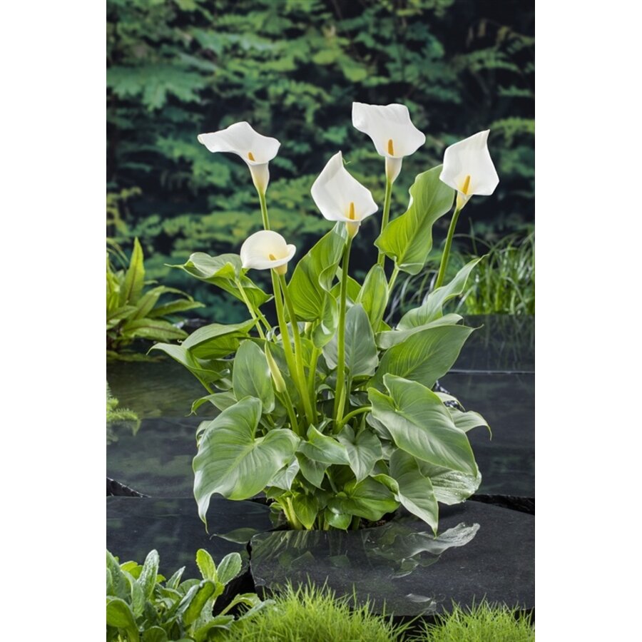 Zantedeschia Aethiopica | Moeras aronskelk | In 18CM Mand Kant en Klaar