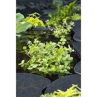 Veronica Beccabunga | Beekpunge | In 18CM Mand Kant en Klaar