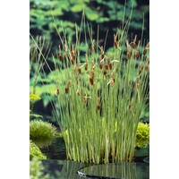 Typha Minima | Dwerglisdodde | In 18CM Mand Kant en Klaar