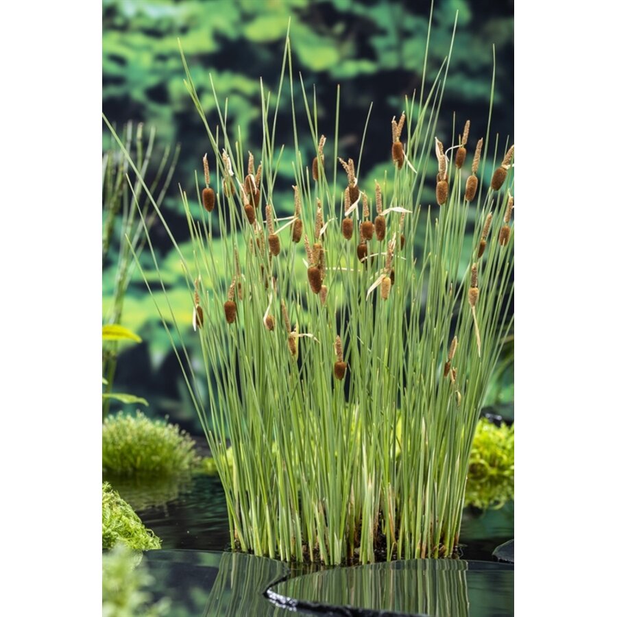 Typha Minima | Dwerglisdodde | In 18CM Mand Kant en Klaar