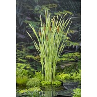 Typha Latifolia Variegatus | Bonte Lisdodde | In 18CM Mand Kant en Klaar