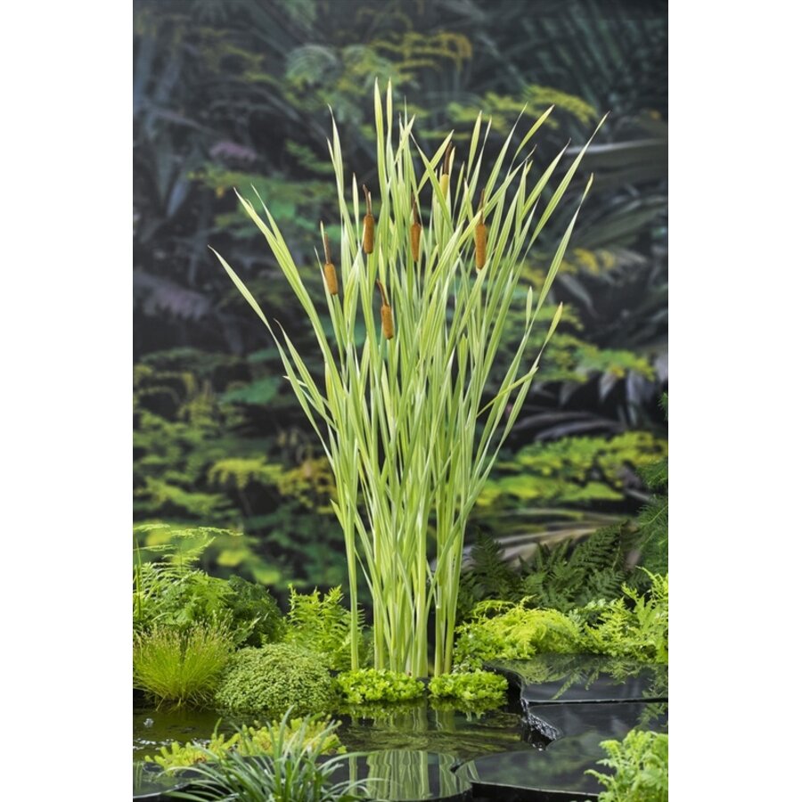 Typha Latifolia Variegatus | Bonte Lisdodde | In 18CM Mand Kant en Klaar