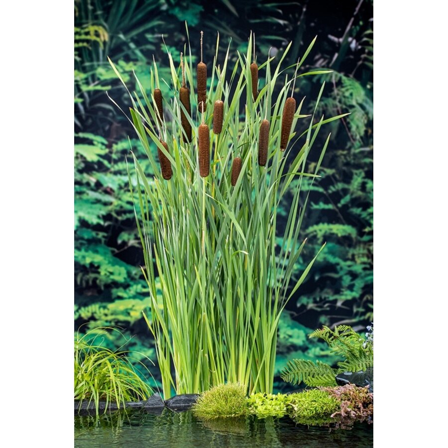 Typha Latifolia | Grote Lisdodde | In 18CM Mand Kant en Klaar