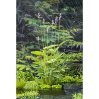 Thalia Dealbata | Thalia | In 18CM Mand Kant en Klaar