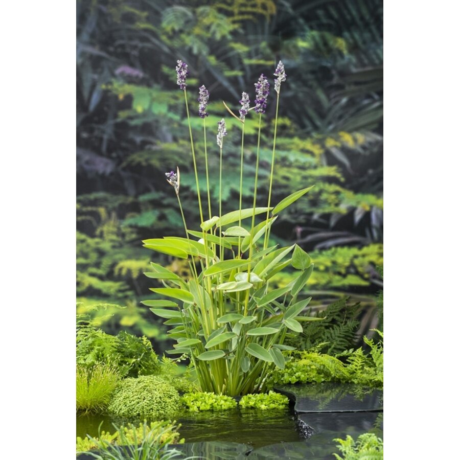 Thalia Dealbata | Thalia | In 18CM Mand Kant en Klaar