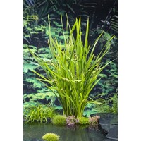 Sparganium Erectum | Grote Egelskop | In 18CM Mand Kant en Klaar