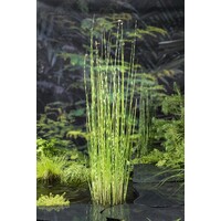 Scirpus Tabermont Zebrinus | Bonte Bies | In 18CM Mand Kant en Klaar