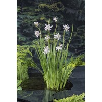 Schizostylis Coccinea Alba | Moerasgladiool | In 18CM Mand Kant en Klaar