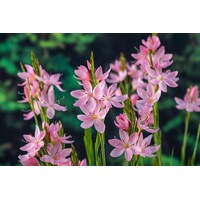 Schizostylis coc. Mrs.Hegarty | Moerasgladiool | In 18CM Mand Kant en Klaar