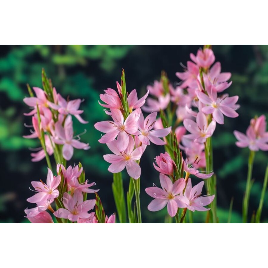 Schizostylis coc. Mrs.Hegarty | Moerasgladiool | In 18CM Mand Kant en Klaar