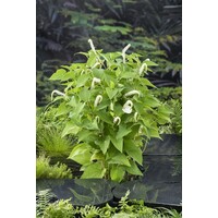 Saururus Cernuus | Leidse plantje | In 18CM Mand Kant en Klaar