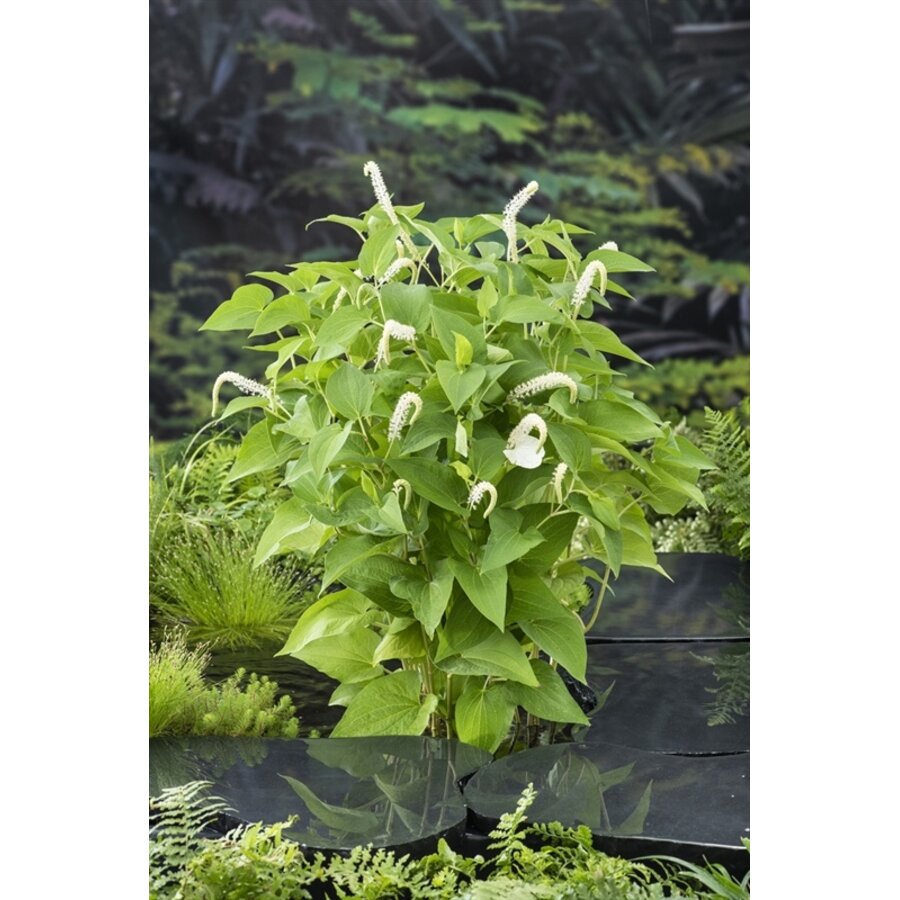 Saururus Cernuus | Leidse plantje | In 18CM Mand Kant en Klaar