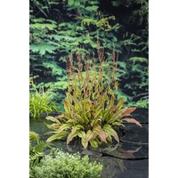 Rumex Sanguineus | Bonte waterzuring | In 18CM Mand Kant en Klaar