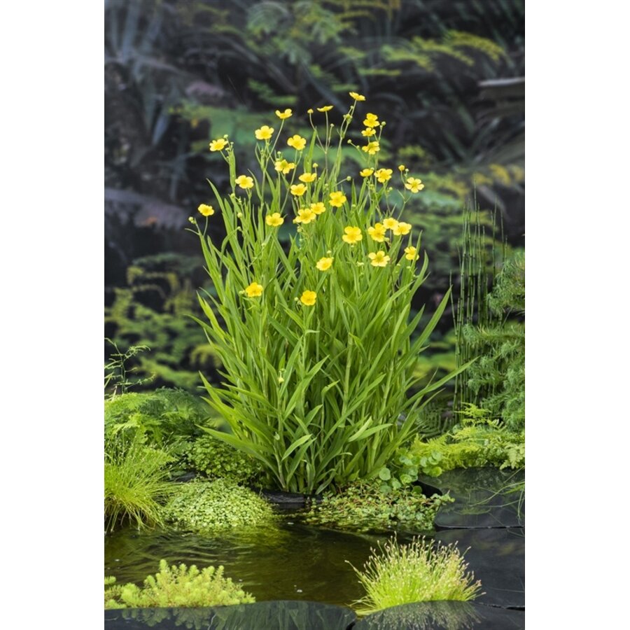 Ranunculus Lingua | Grote Boterbloem | In 18CM Mand Kant en Klaar