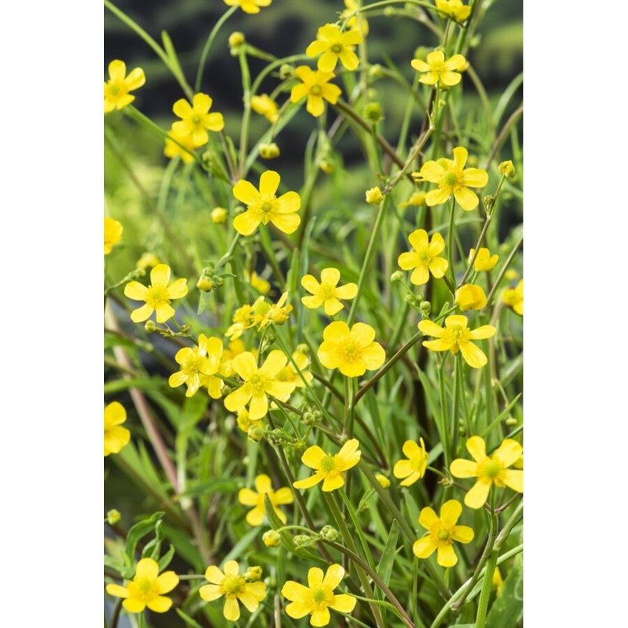 Ranunculus Flammula | Egelsboterbloem | In 18CM Mand Kant en Klaar