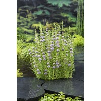 Preslia Cervina | Engelse Watermunt | In 18CM Mand Kant en Klaar