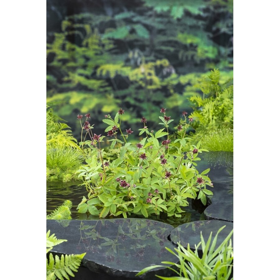 Potentilla Palustris | Wateraardbei | In 18CM Mand Kant en Klaar