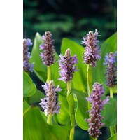 Pontederia Cordata Pink Pons | Snoekkruid Rose | In 18CM Mand Kant en Klaar