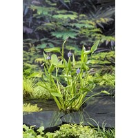 Pontederia Cordata Lanceolata | Reuze Snoekkruid Blauw | In 18CM Mand Kant en Klaar