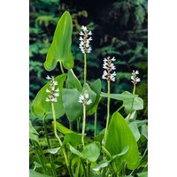 Pontederia Cordata Alba | Snoekkruid Wit | In 18CM Mand Kant en Klaar