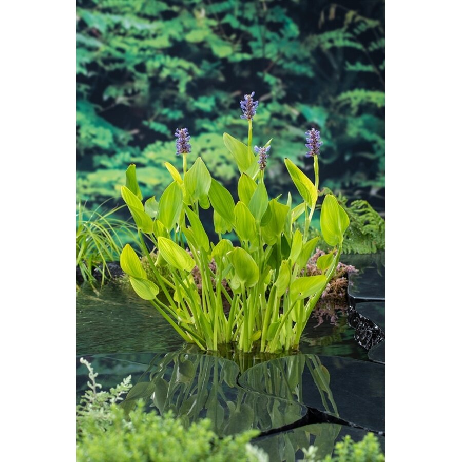 Pontederia Cordata | Snoekkruid blauw | In 18CM Mand Kant en Klaar