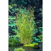 Phragmites Australis | Riet | In 18CM Mand Kant en Klaar