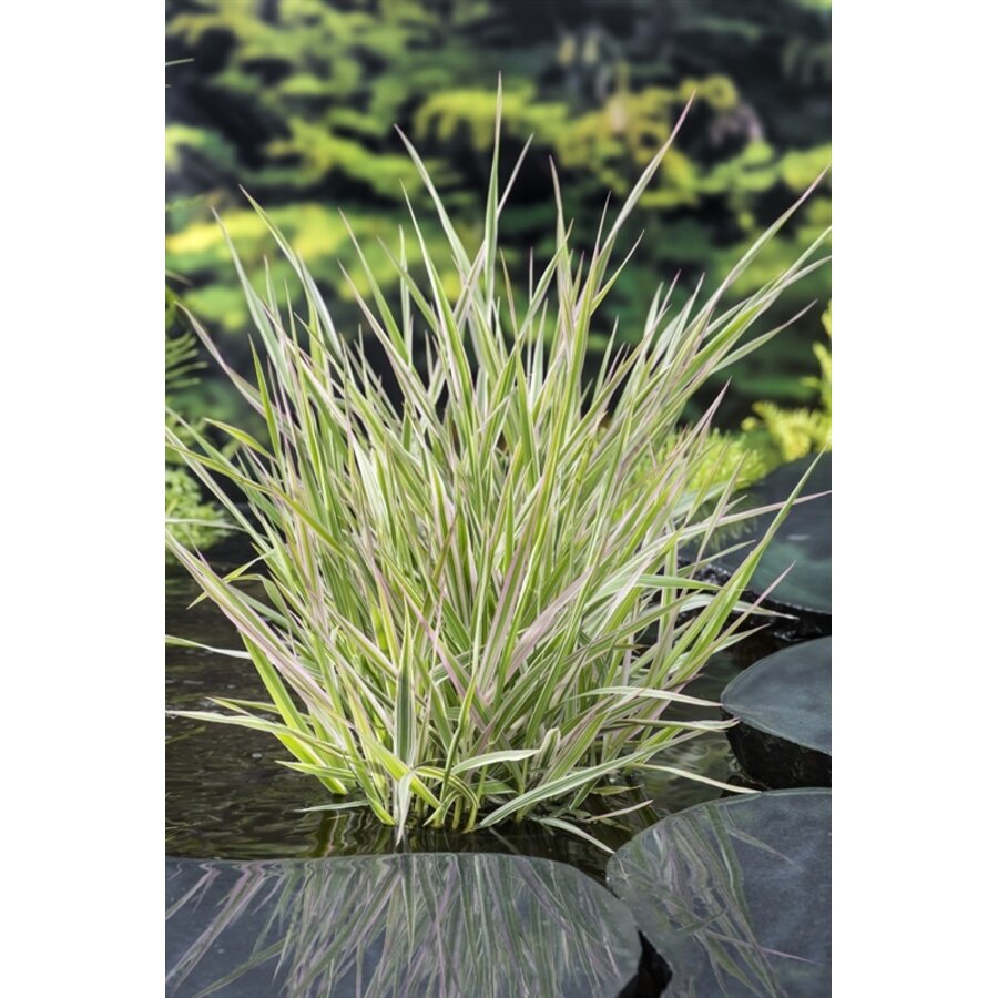 Phalaris Arundinacea Picta | Bont Rietgras | In 18CM Mand Kant en Klaar