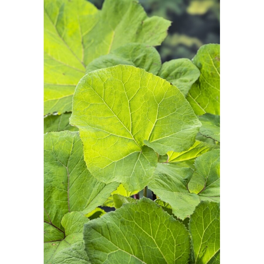 Petasites Hybridus | Groot hoefblad | In 18CM Mand Kant en Klaar