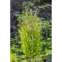 Mimulus Ringens | Maskerbloem | In 18CM Mand Kant en Klaar