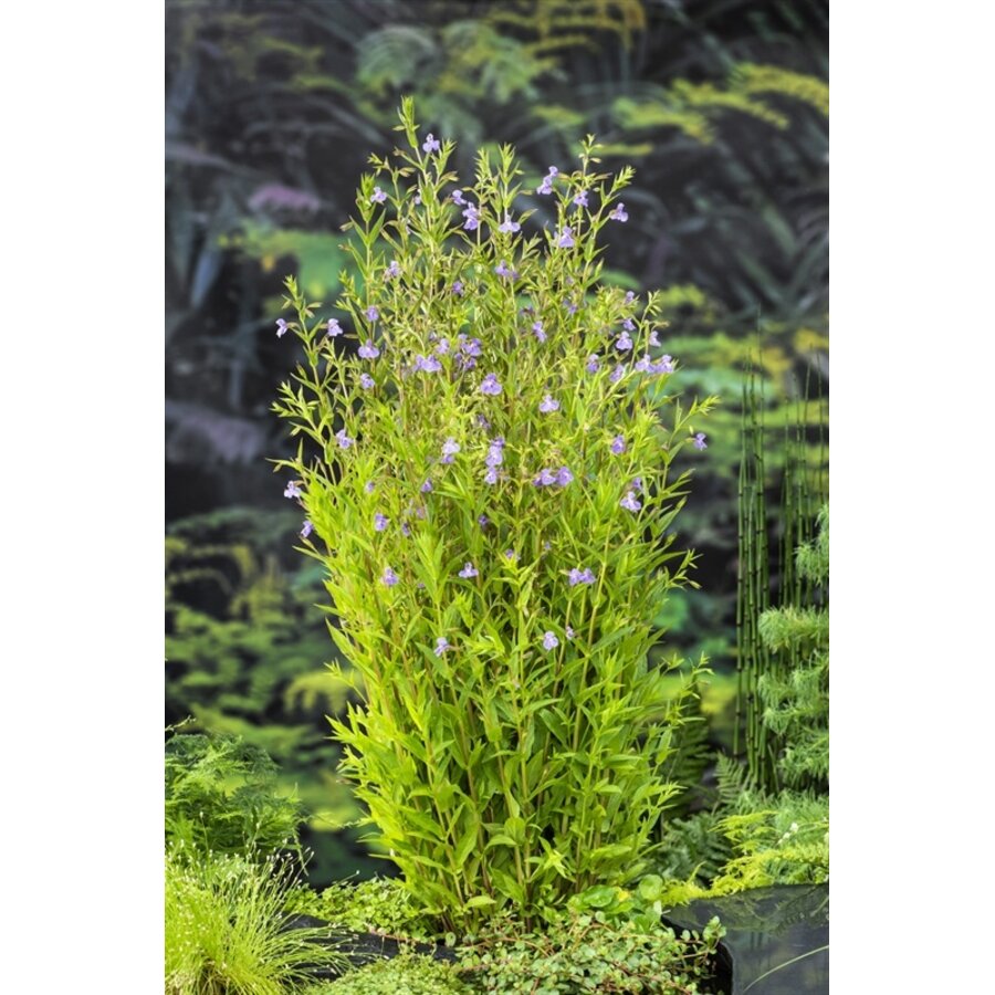 Mimulus Ringens | Maskerbloem | In 18CM Mand Kant en Klaar