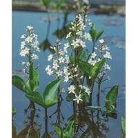 Menyanthes Trifoliata | Waterdrieblad | In 18CM Mand Kant en Klaar