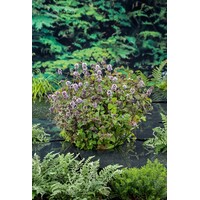 Mentha Aquatica | Watermunt | In 18CM Mand Kant en Klaar