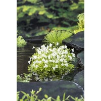 Mazus Reptans Wit | Mazus | In 18CM Mand Kant en Klaar