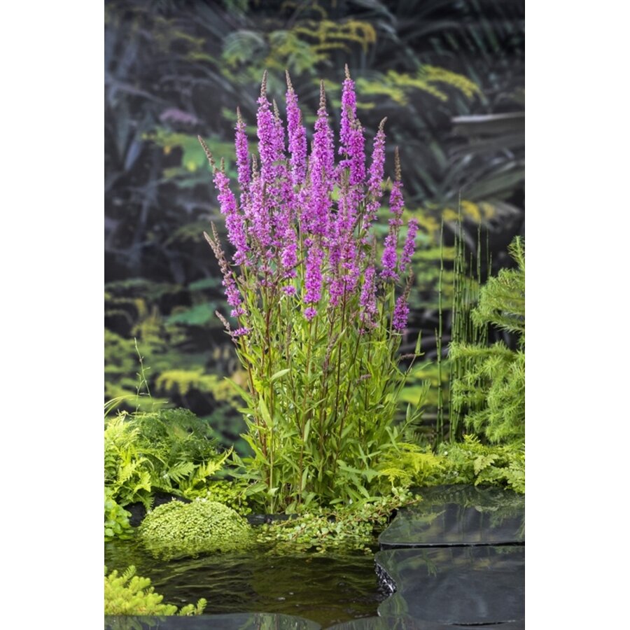 Lythrum Salicaria | Kattestaart | In 18CM Mand Kant en Klaar