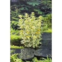 Lysimachia Variegata | Bont Moeraswederik | In 18CM Mand Kant en Klaar