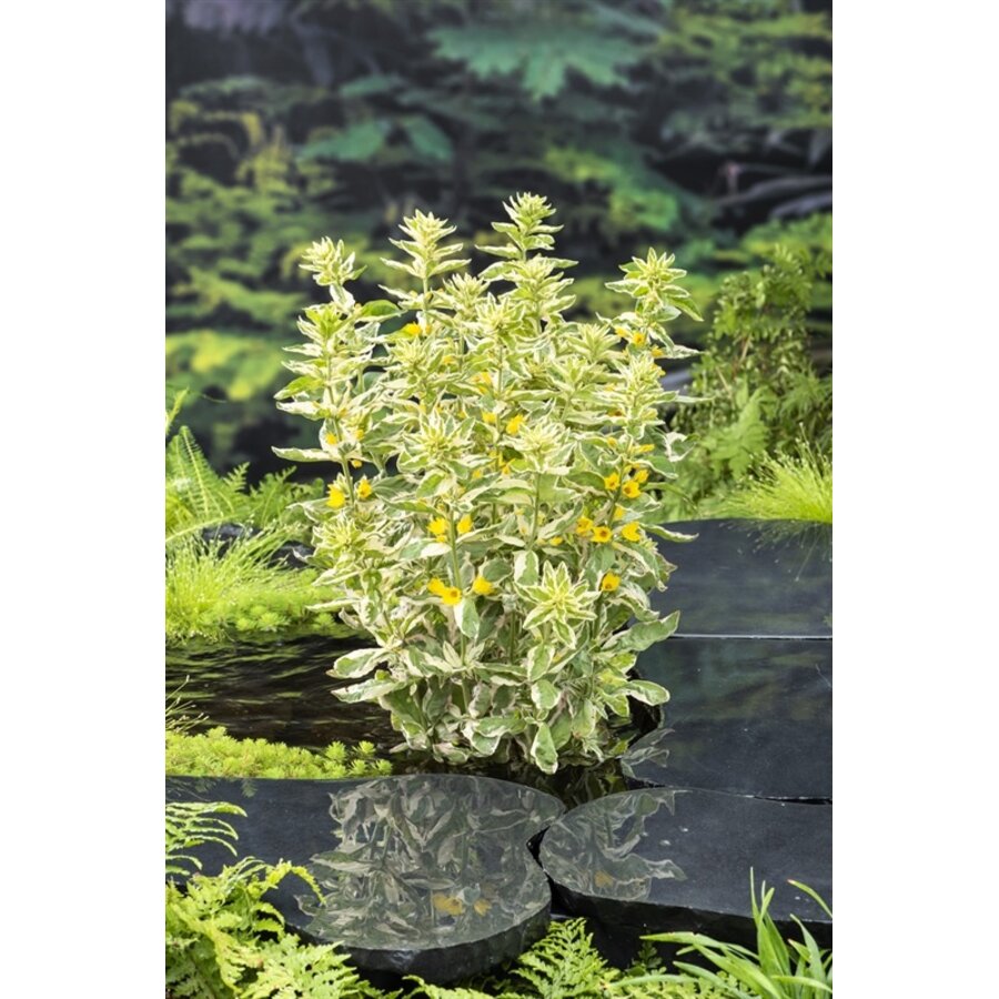 Lysimachia Variegata | Bont Moeraswederik | In 18CM Mand Kant en Klaar