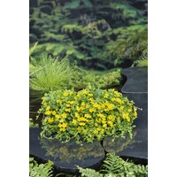 Lysimachia Nummularia | Penningkruid | In 18CM Mand Kant en Klaar