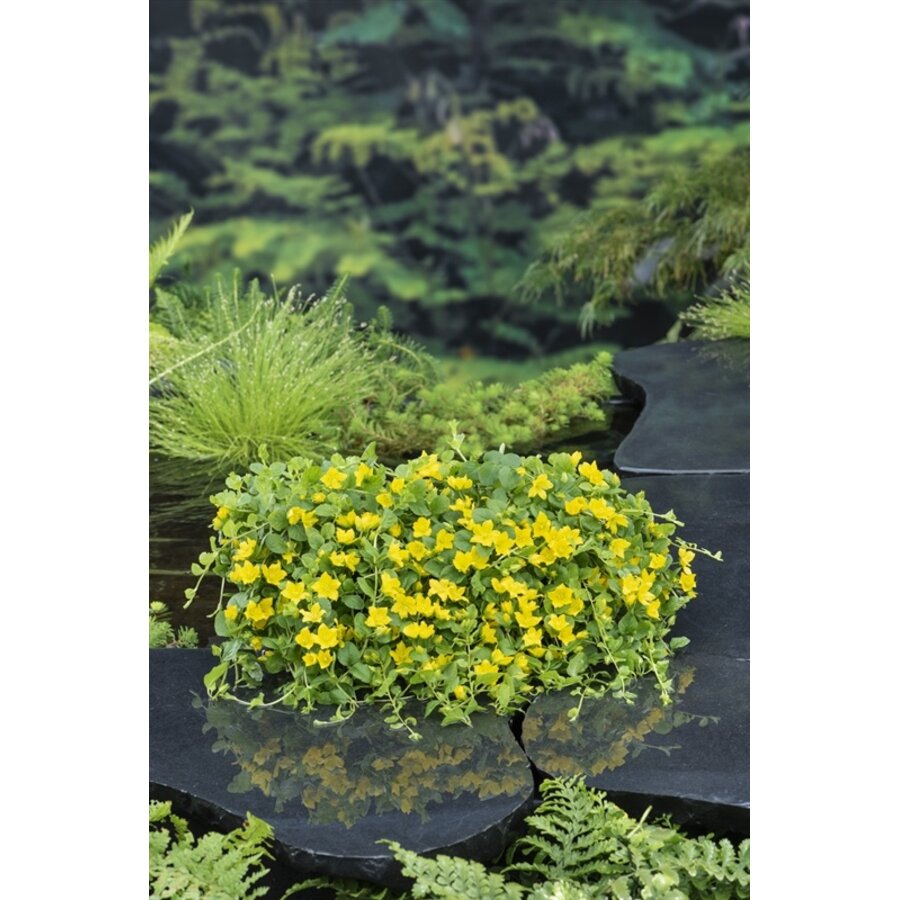 Lysimachia Nummularia | Penningkruid | In 18CM Mand Kant en Klaar