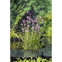 Lychnis Flos-Cuculi | Echte Koekoeksbloem | In 18CM Mand Kant en Klaar