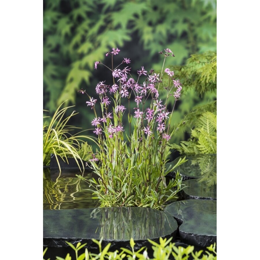 Lychnis Flos-Cuculi | Echte Koekoeksbloem | In 18CM Mand Kant en Klaar